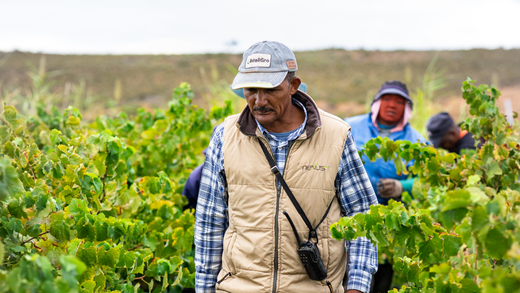 Upliftment at Alvi’s Drift: Q&A with Farm Manager Jan du Toit