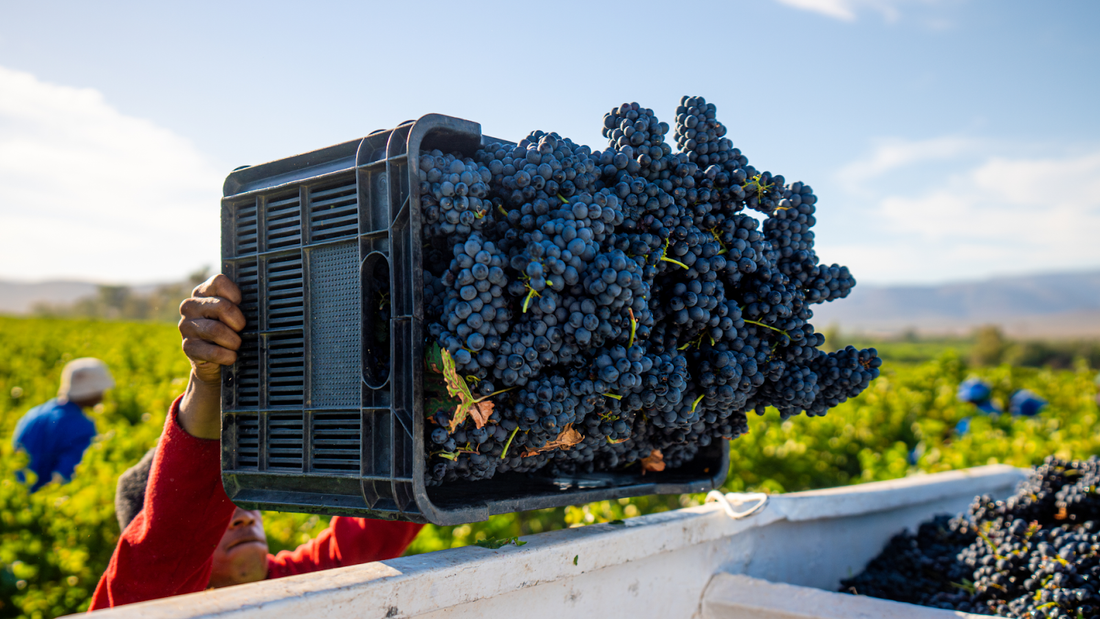 Alvi’s Drift Harvest 2025: Q&A With Our Winemaking Team