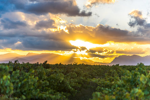 Alvis Drift Winery