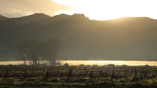 Breede River Valley: Why This SA Wine Region Should Be on Your Radar