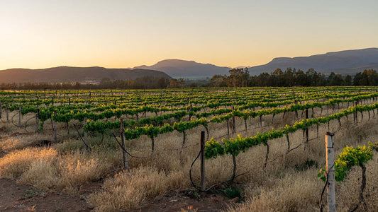 The Storied History of South African Wine