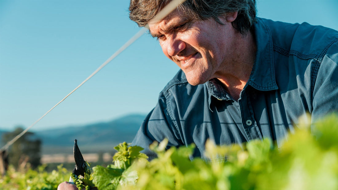 Alvi’s Drift End-of-Harvest Q&A