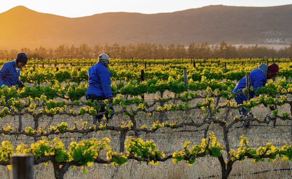 Alvis Drift Winery