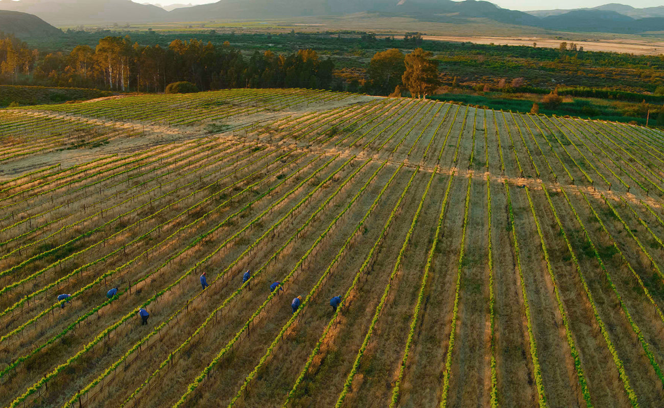 Alvi's Drift Vineyards