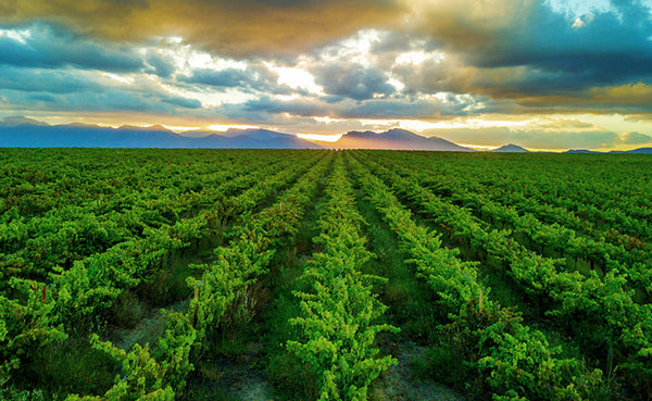 Alvis Drift Winery