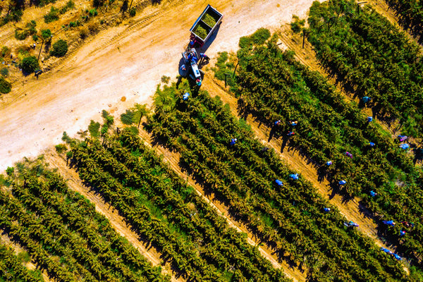 Alvis Drift Winery
