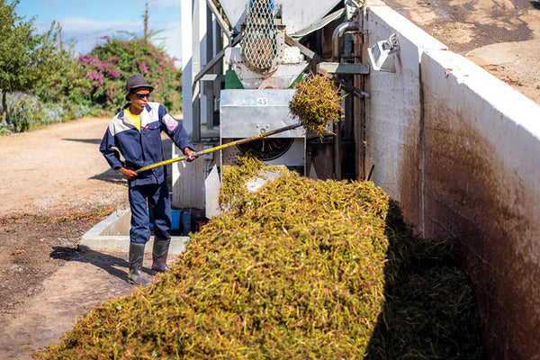 Alvis Drift Winery