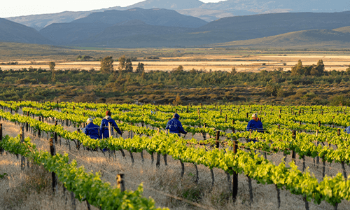 Alvis Drift Winery