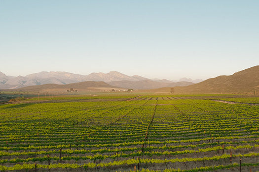 Alvis Drift Winery