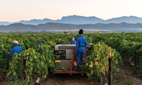 Alvis Drift Winery