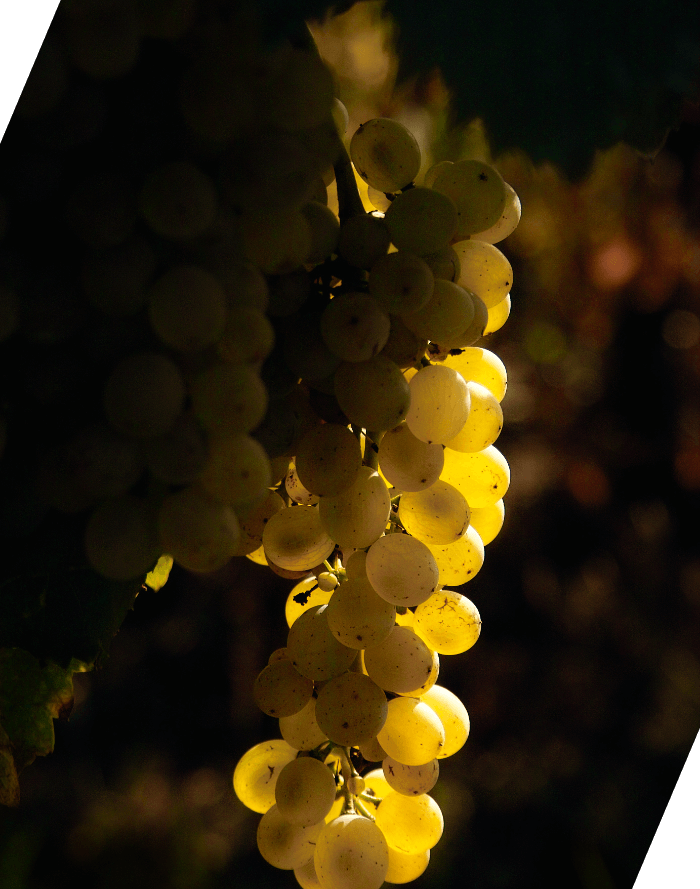 our-vineyards-main