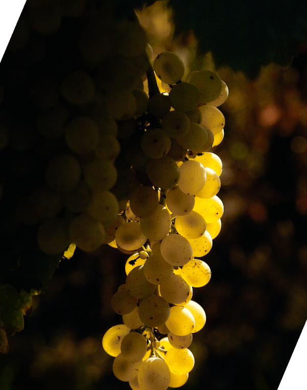 Alvis Drift Winery