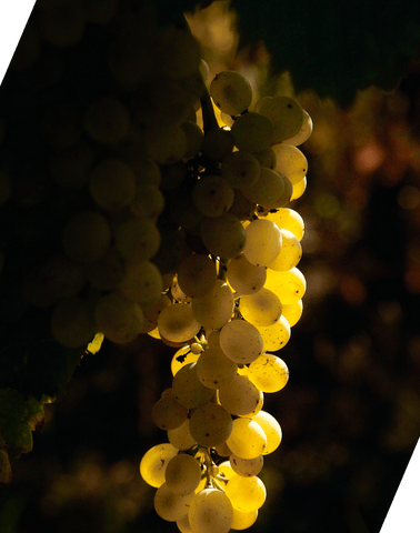 Alvis Drift Winery