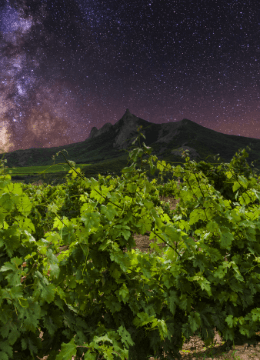 Our Vineyards Side
